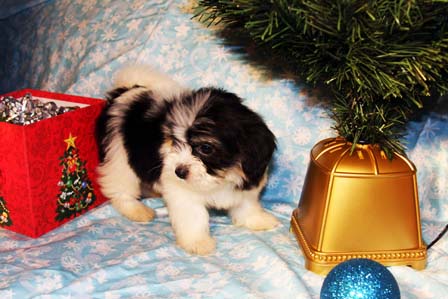 havanese-puppies